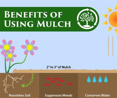 The Benefits Of Mulch More Than Just Decoration