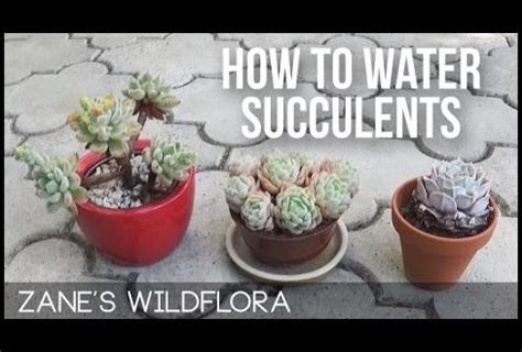 First, learn how much water, in inches, your lawn needs a week. How Often Do You Water Succulent Plants | The Garden