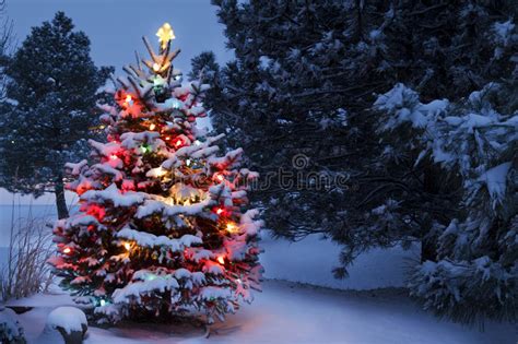 Snow Covered Christmas Tree Glows Brightly In The Stock Image Image