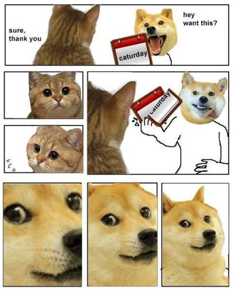 Doge Day Doge Know Your Meme