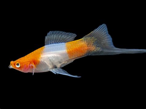 Black Tail Koi Kohaku Swordtail Xiphophorus Helleri Aquatic Arts On