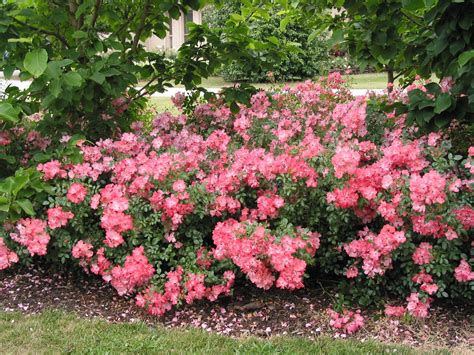Rsg Coral Ground Cover Roses 25 X 3 Ground Cover Roses