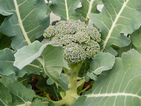 The Leaves Of The Broccoli Plant Are Edible And Tasty Use Them In