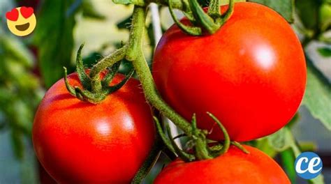 Le Truc De Jardinier Pour Faire Pousser De Belles Tomates Plus Sucr Es