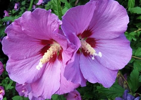 772090 Hibiscus Closeup Two Pink Color Rare Gallery Hd Wallpapers