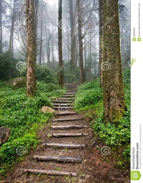 Forest Path Royalty Free Stock Photos Image 30935628