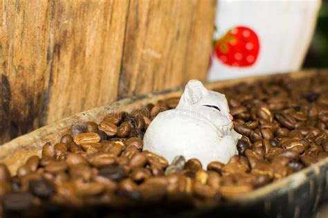 Asian palm civet or paradoxurus hermaphroditus. Cat Dolls And Coffee Beans For Interior Decoration. Stock Photo - Image of coffee, drink: 117461624