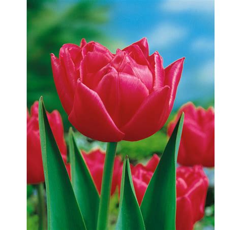 Tulipa ´queen Of Marvel´ Tulipán Bal 5 Ks 1112