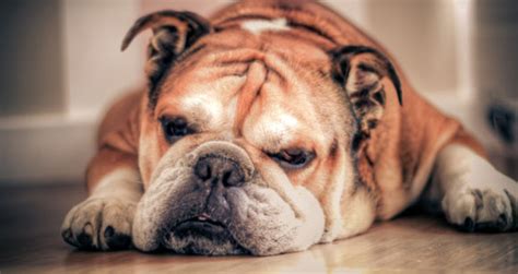 Dog Health 5 Common Dog Health Problems And Their Solutions Bulldogology