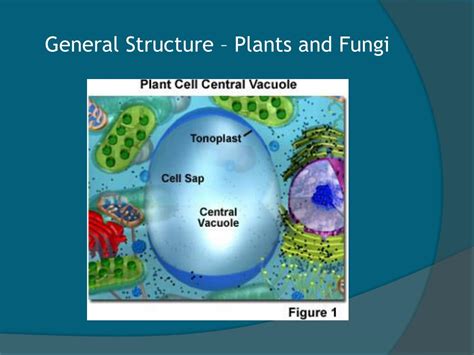 An example of an animal cell and its vacuoles can be seen below, the smaller unlabeled sphere would be vesicles. PPT - Vacuoles PowerPoint Presentation, free download - ID ...