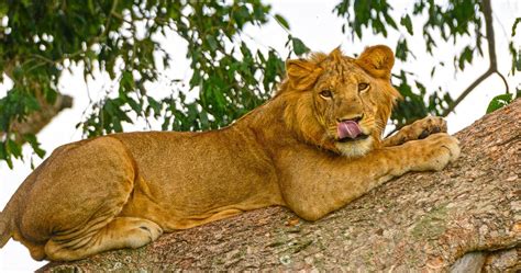Check spelling or type a new query. Moremi Game Reserve travel information - Botswana