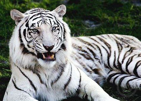 Top 10 Most Beautiful Animals In The World Wild And Domestic Animals