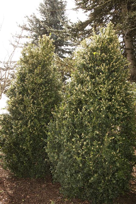 Green Tower Boxwood Is The Perfect Evergreen Hedge For Tight Spaces Or