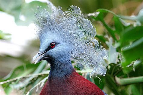 Sclaters Crowned Pigeons Meet Them At Zoo Leipzig