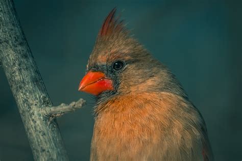 Cardinal Bird Beak Free Photo On Pixabay