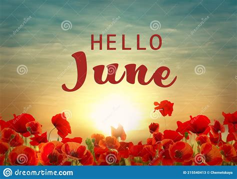 Hello June Beautiful Red Poppy Flowers At Sunset Stock Image Image