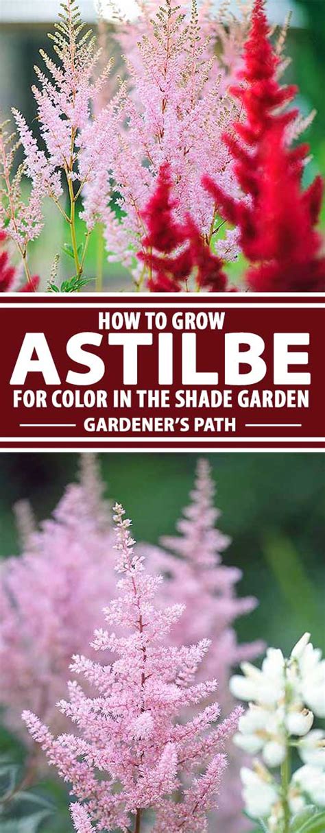How To Grow And Care For Astilbe Flowers Gardeners Path