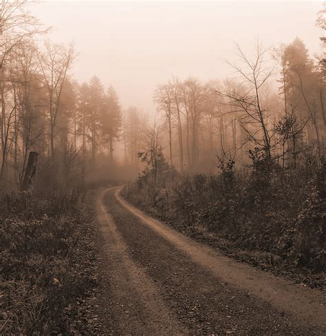 Road Trees Fog Mist Nature Hd Phone Wallpaper Peakpx