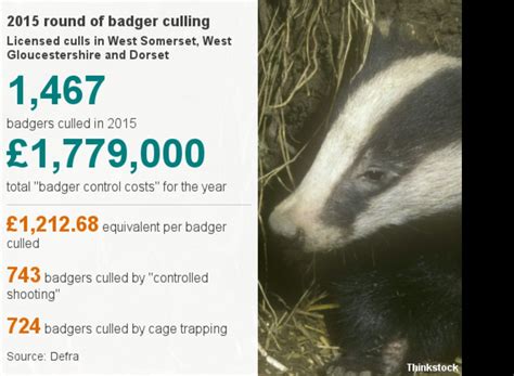The People Risking Arrest To Stop The Badger Cull Bbc News