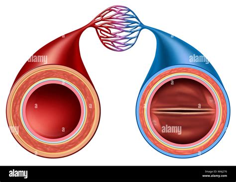 Artery And Vein Hi Res Stock Photography And Images Alamy