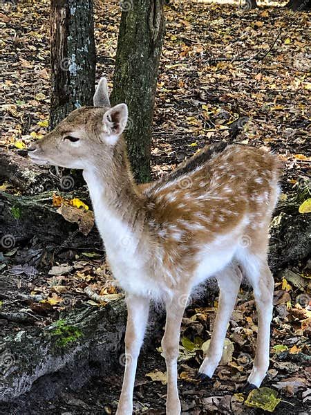 Baby Sika Deer With White Spots At Wildlife Zoo Stock Photo Image Of