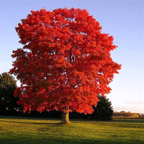 California Grown Red Sunset Maple Trees For Sale