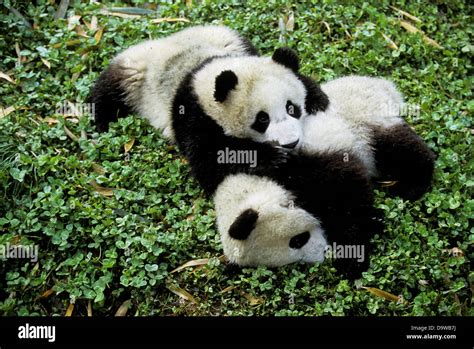China Sichuan Province Wolong Panda Reserve Giant Panda Cubs