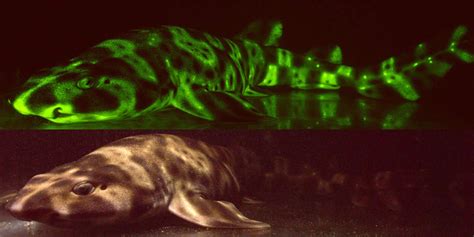 These Biofluorescent Catsharks Glow In The Dark Kids News Article