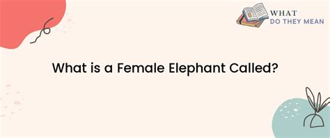 What is a Female Elephant Called? - What Do They Mean