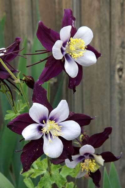 Remembrance plants and flowers uk. Vibrant Perennials Well Suited to Grow in Colorado's ...