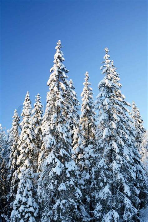 Arctic Snowy Spruce Forest In Winter Stock Photo Colourbox