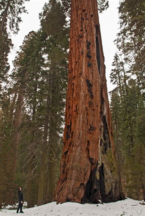 Filesequoia National Park California 2011