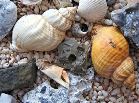 The Hobby Of Collecting Seashells Hobbylark