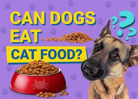 Can A Dog Eat Cat Food Vet Approved Facts And Faq Pet Keen