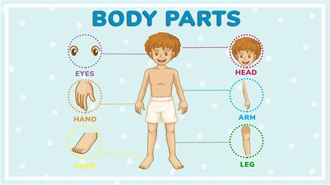 Body Parts Name With Pictures For Kids Body Parts Picture Word Cards