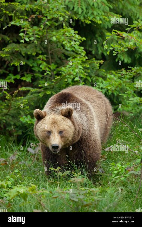 Brown Bear Bavarian Forest National Park Bavaria Germany Stock Photo