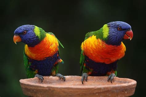 8 Of Worlds Most Exotic Birds By Sweeney Feeders