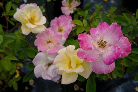 Peach Lemonade Rose Peach Lemonade Dwarf Plants Rose