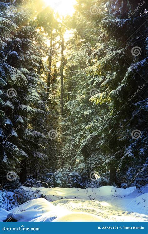 Sun Light Coming Down During Winter Into The Forest Stock Image Image
