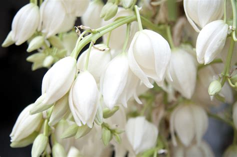 Flor de Izote, flowers of the palm tree - maya-ethnobotany.org