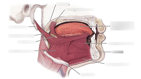 Head And Neck Lateral View Of Muscles Of The Soft Palate Diagram Quizlet