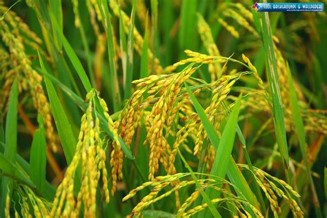 Hd Wallpaper Rice Farming Hd Wallpapers