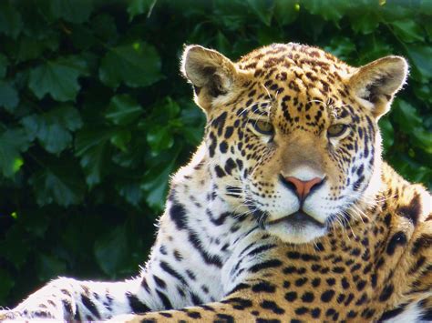 Snow Leopard And Jaguar Weekend Paradise Wildlife Park