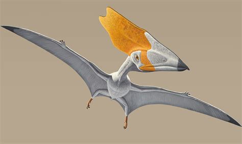 Pterosaurs Flight In The Age Of Dinosaurs How Did Prehistoric