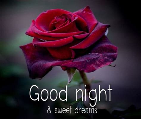 You are my morning, you are daylight for me. Download HD Good Night Flowers Images, Pictures ...