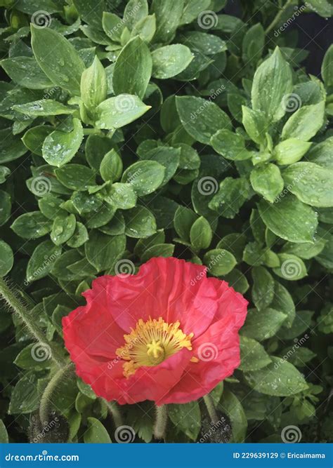 Iceland Poppy Red Flower With Dew Drops And Green Leaves Background