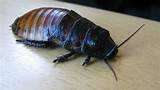 Photos of The Hissing Cockroach