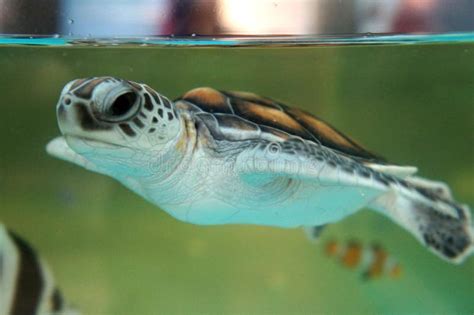 Baby Turtle Keep In The Breeding Aquarium Stock Image Image Of Breed