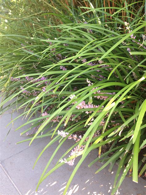Liriope | ideal as garden border around pool | Plants ... For example, if no preventative measures are taken, rust and plant intrusion can be problematic.