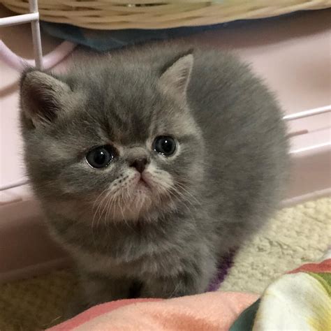 Exotic Short Hair Cats For Sale Exotic Shorthair Cats For Sale Las